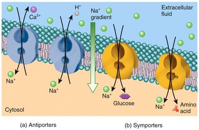 Secondary active transport: symporters and antiporters