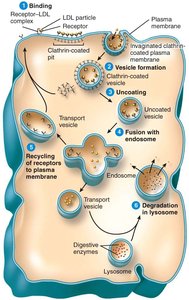 Receptor-mediated endocytosis