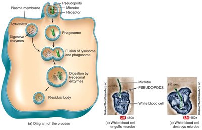 Phagocytosis process