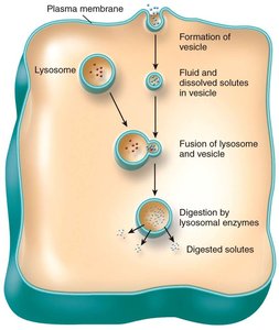 Pinocytosis process