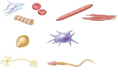 Various types of human cells
