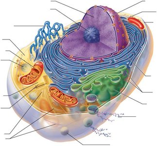 Generalized cell structure with labeled organelles