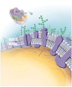Plasma membrane structure and functions