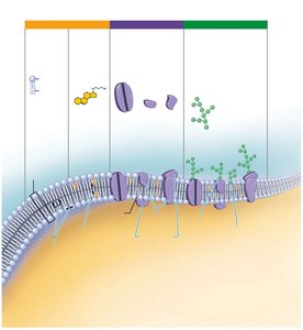 Plasma membrane composition: lipids, proteins, carbohydrates