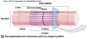 Sarcomere bands: A band, I band, H band