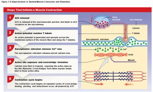 Steps that initiate a muscle contraction