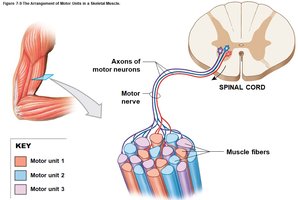 Arrangement of motor units in a skeletal muscle