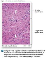 Smooth muscle tissue in longitudinal and transverse sections