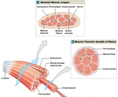 Detailed structure of skeletal muscle and fascicle