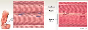Microscopic view of skeletal muscle showing striations and nuclei