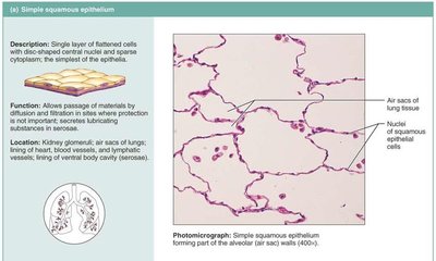 Simple columnar epithelium photomicrograph and diagram