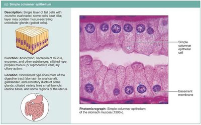 Stratified squamous epithelium photomicrograph and diagram