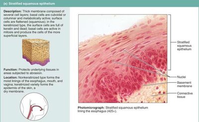 Stratified cuboidal epithelium diagram