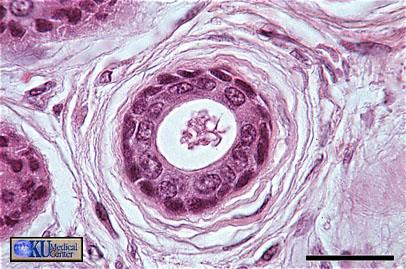 Stratified columnar epithelium diagram