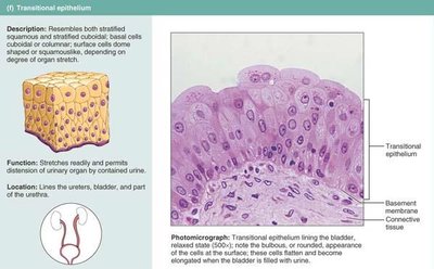 Transitional epithelium photomicrograph and diagram