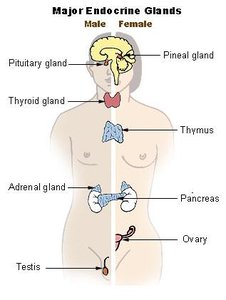 Major endocrine glands diagram