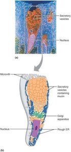 Goblet cell structure and function diagram