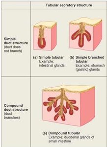 Types of multicellular exocrine glands diagram