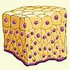 Simple cuboidal epithelium diagram
