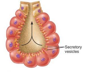 Merocrine gland secretion diagram