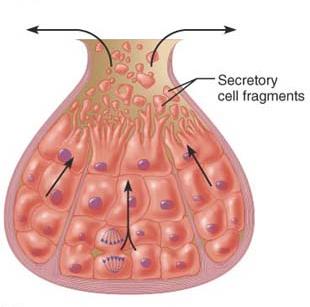 Holocrine gland secretion diagram