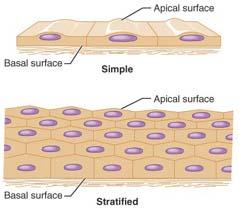 Simple vs. stratified epithelial tissue diagram