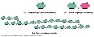 Diagram of monosaccharide, disaccharide, and polysaccharide structure