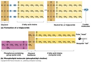 Formation of triglyceride and phospholipid molecules