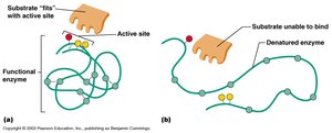 Enzyme structure and denaturation