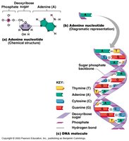 Structure of DNA and nucleotide components