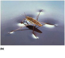 Water strider walking on water due to surface tension from hydrogen bonding