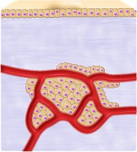 Endocrine gland structure