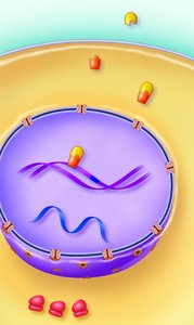 Direct gene activation mechanism of lipid-soluble hormones