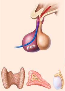 Hormonal stimulus example
