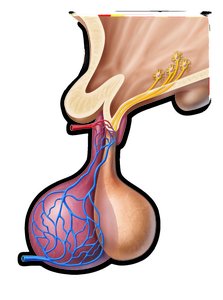Anterior pituitary hormone release (detailed)