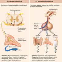 Neural and hormonal stimuli for hormone release