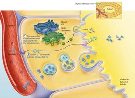 Synthesis of thyroid hormone step 2