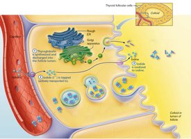 Synthesis of thyroid hormone step 3