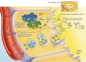 Synthesis of thyroid hormone step 4