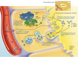 Synthesis of thyroid hormone step 6