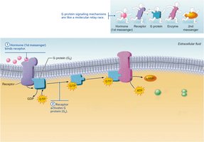 cAMP signaling mechanism step 2
