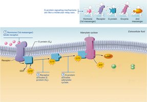 cAMP signaling mechanism step 3