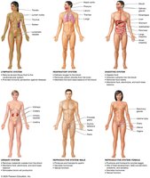 The 11 organ systems of the human body
