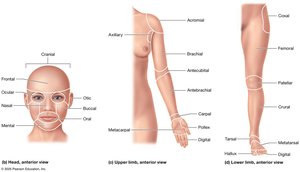 Regions of the body