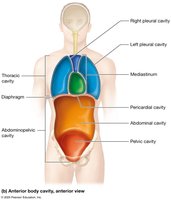 Anterior body cavity, anterior view