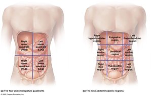 Four quadrants and nine regions of the abdominopelvic cavity