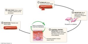 Positive feedback loop: blood clotting
