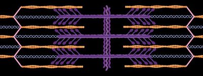 Muscle fiber structure with sarcolemma, T-tubules, and sarcoplasmic reticulum
