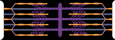 Sarcomere protein structure