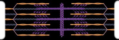 Sarcomere bands and zones